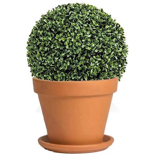 Ehretia microphylla, Fukien Tea Tree, Ball - www.Greenie.ae Buy online Best and Healthy Plants and quality products guarantee in Dubai Plants Shop in Dubai Abu Dhabi all over UAE Plants near me Fresh Plants in Dubai where to buy plants in UAE - Greenie.ae