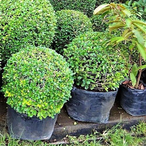 Ehretia microphylla, Fukien Tea Tree, Ball - www.Greenie.ae Buy online Best and Healthy Plants and quality products guarantee in Dubai Plants Shop in Dubai Abu Dhabi all over UAE Plants near me Fresh Plants in Dubai where to buy plants in UAE - Greenie.ae