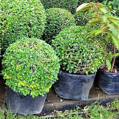 Ehretia microphylla, Fukien Tea Tree, Ball - www.Greenie.ae Buy online Best and Healthy Plants and quality products guarantee in Dubai Plants Shop in Dubai Abu Dhabi all over UAE Plants near me Fresh Plants in Dubai where to buy plants in UAE - Greenie.ae