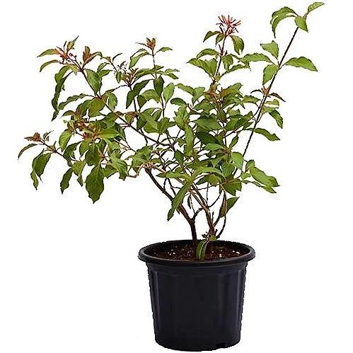 Fire Bush, Hamelia Patens - www.Greenie.ae Buy online Best and Healthy Plants and quality products guarantee in Dubai Plants Shop in Dubai Abu Dhabi all over UAE Plants near me Fresh Plants in Dubai where to buy plants in UAE - Greenie.ae