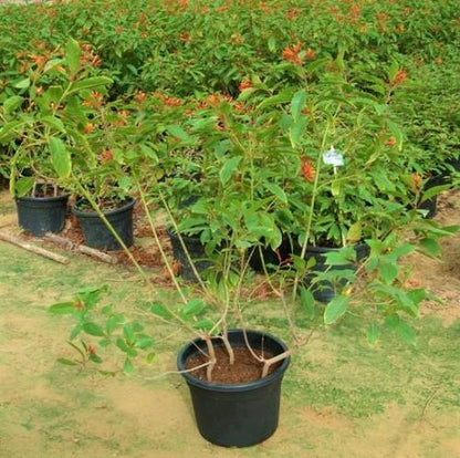 Fire Bush, Hamelia Patens - www.Greenie.ae Buy online Best and Healthy Plants and quality products guarantee in Dubai Plants Shop in Dubai Abu Dhabi all over UAE Plants near me Fresh Plants in Dubai where to buy plants in UAE - Greenie.ae