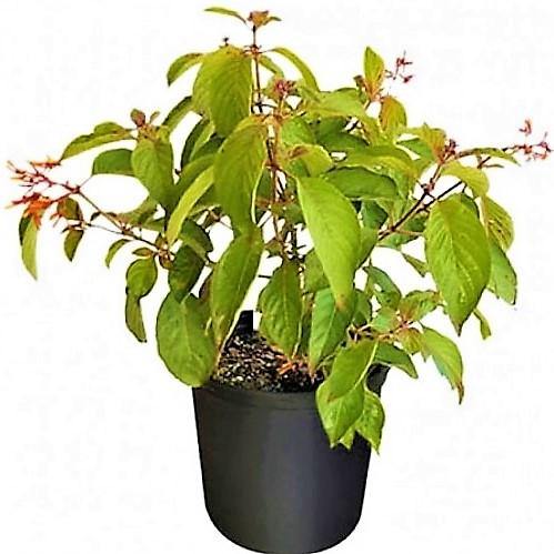 Fire Bush, Hamelia Patens - www.Greenie.ae Buy online Best and Healthy Plants and quality products guarantee in Dubai Plants Shop in Dubai Abu Dhabi all over UAE Plants near me Fresh Plants in Dubai where to buy plants in UAE - Greenie.ae