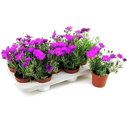 Lampranthus spectabilis, Copiosus (small) - www.Greenie.ae Buy online Best and Healthy Plants and quality products guarantee in Dubai Plants Shop in Dubai Abu Dhabi all over UAE Plants near me Fresh Plants in Dubai where to buy plants in UAE - Greenie.ae