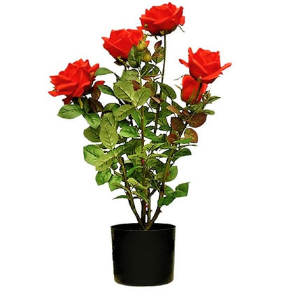 Rose Plant Outdoor - www.Greenie.ae Buy online Best and Healthy Plants and quality products guarantee in Dubai Plants Shop in Dubai Abu Dhabi all over UAE Plants near me Fresh Plants in Dubai where to buy plants in UAE - Greenie.ae