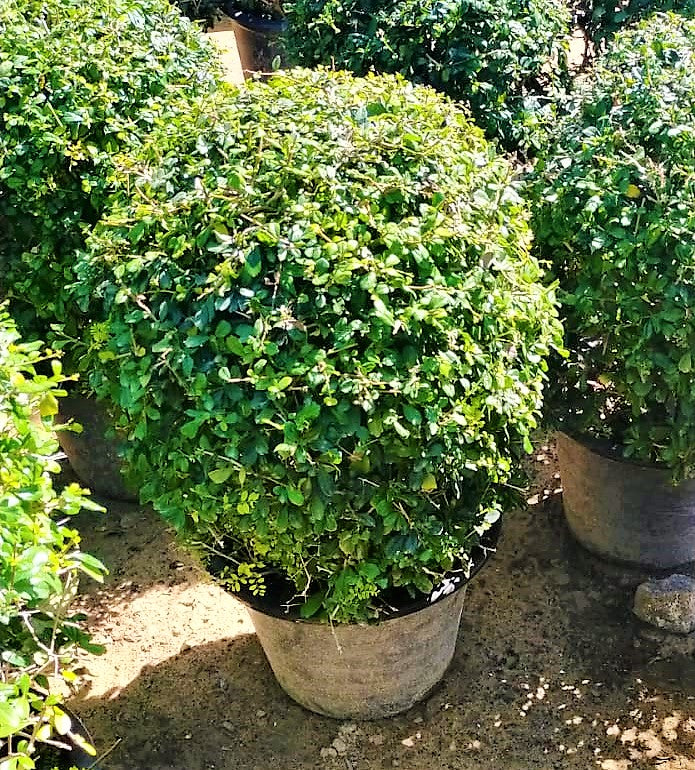 Ehretia Big (Different Shapes) - www.Greenie.ae Buy online Best and Healthy Plants and quality products guarantee in Dubai Plants Shop in Dubai Abu Dhabi all over UAE Plants near me Fresh Plants in Dubai where to buy plants in UAE - Greenie.ae