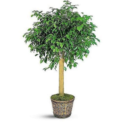 Ficus Diversifolia Rounded - www.Greenie.ae Buy online Best and Healthy Plants and quality products guarantee in Dubai Plants Shop in Dubai Abu Dhabi all over UAE Plants near me Fresh Plants in Dubai where to buy plants in UAE - Greenie.ae