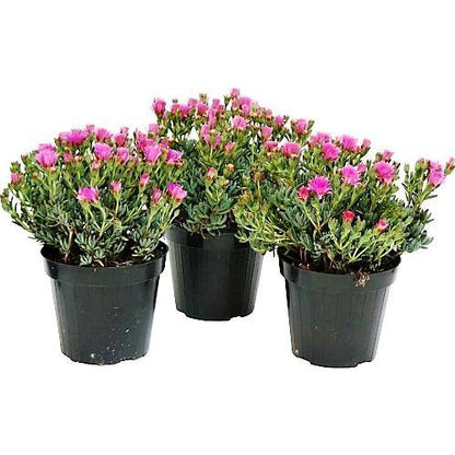 Lampranthus spectabilis, Copiosus (small) - www.Greenie.ae Buy online Best and Healthy Plants and quality products guarantee in Dubai Plants Shop in Dubai Abu Dhabi all over UAE Plants near me Fresh Plants in Dubai where to buy plants in UAE - Greenie.ae