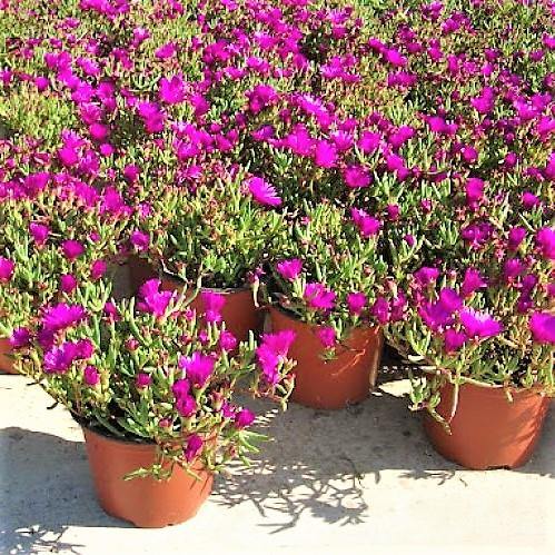 Lampranthus spectabilis, Copiosus (small) - www.Greenie.ae Buy online Best and Healthy Plants and quality products guarantee in Dubai Plants Shop in Dubai Abu Dhabi all over UAE Plants near me Fresh Plants in Dubai where to buy plants in UAE - Greenie.ae