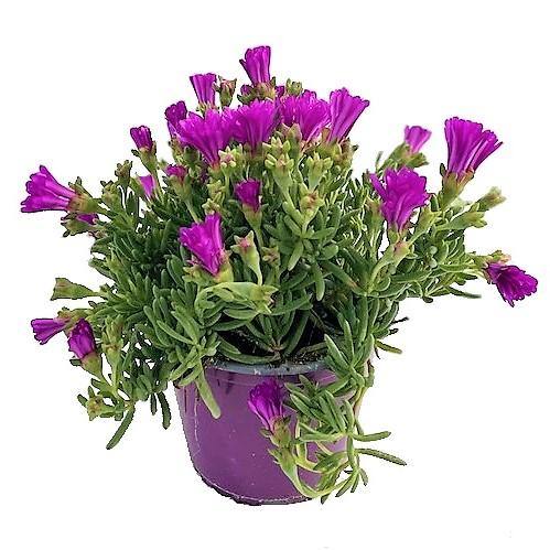 Lampranthus spectabilis, Copiosus (small) - www.Greenie.ae Buy online Best and Healthy Plants and quality products guarantee in Dubai Plants Shop in Dubai Abu Dhabi all over UAE Plants near me Fresh Plants in Dubai where to buy plants in UAE - Greenie.ae