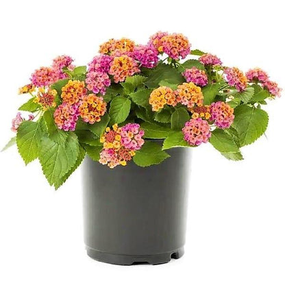 Lantana Camara Pink - www.Greenie.ae Buy online Best and Healthy Plants and quality products guarantee in Dubai Plants Shop in Dubai Abu Dhabi all over UAE Plants near me Fresh Plants in Dubai where to buy plants in UAE - Greenie.ae