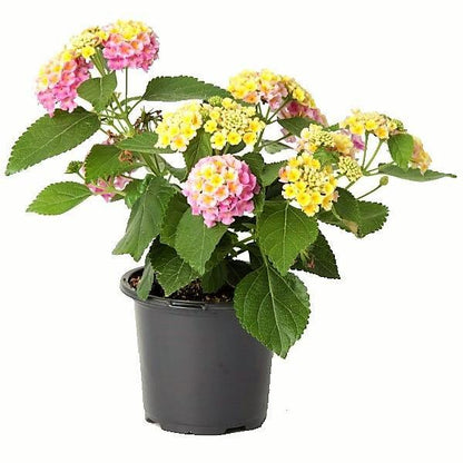 Lantana Camara Pink - www.Greenie.ae Buy online Best and Healthy Plants and quality products guarantee in Dubai Plants Shop in Dubai Abu Dhabi all over UAE Plants near me Fresh Plants in Dubai where to buy plants in UAE - Greenie.ae