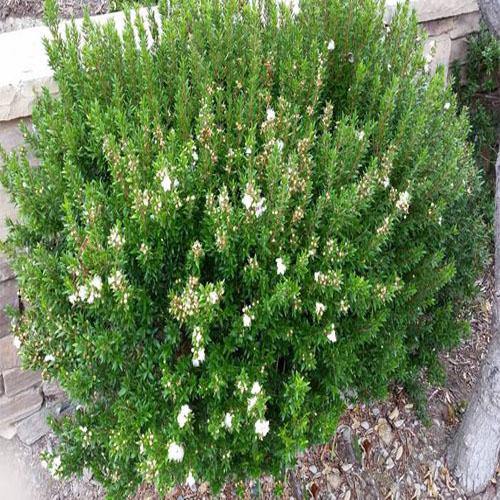 ‎Myrtle, Myrtus Communis - www.Greenie.ae Buy online Best and Healthy Plants and quality products guarantee in Dubai Plants Shop in Dubai Abu Dhabi all over UAE Plants near me Fresh Plants in Dubai where to buy plants in UAE - Greenie.ae