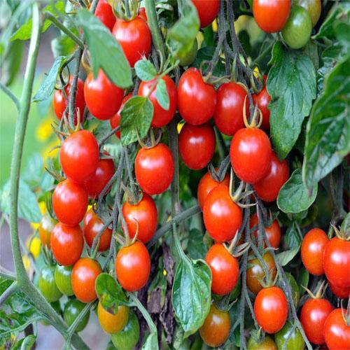 Cherry Tomato Plant - www.Greenie.ae Buy online Best and Healthy Plants and quality products guarantee in Dubai Plants Shop in Dubai Abu Dhabi all over UAE Plants near me Fresh Plants in Dubai where to buy plants in UAE - Greenie.ae