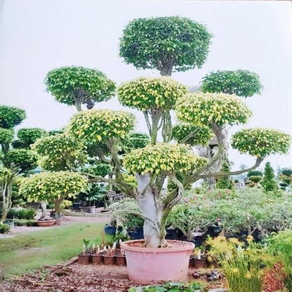 Ficus Multi Head - www.Greenie.ae Buy online Best and Healthy Plants and quality products guarantee in Dubai Plants Shop in Dubai Abu Dhabi all over UAE Plants near me Fresh Plants in Dubai where to buy plants in UAE - Greenie.ae