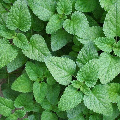 Melissa, Balm Mint - www.Greenie.ae Buy online Best and Healthy Plants and quality products guarantee in Dubai Plants Shop in Dubai Abu Dhabi all over UAE Plants near me Fresh Plants in Dubai where to buy plants in UAE - Greenie.ae