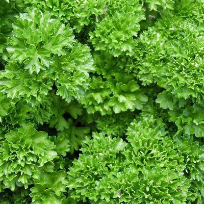 Parsley Plant - www.Greenie.ae Buy online Best and Healthy Plants and quality products guarantee in Dubai Plants Shop in Dubai Abu Dhabi all over UAE Plants near me Fresh Plants in Dubai where to buy plants in UAE - Greenie.ae