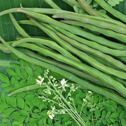 Moringa Oleifera, Drum Stick - www.Greenie.ae Buy online Best and Healthy Plants and quality products guarantee in Dubai Plants Shop in Dubai Abu Dhabi all over UAE Plants near me Fresh Plants in Dubai where to buy plants in UAE - Greenie.ae