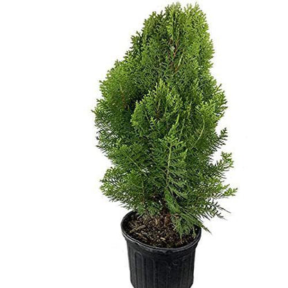 Thuja Orientalis - www.Greenie.ae Buy online Best and Healthy Plants and quality products guarantee in Dubai Plants Shop in Dubai Abu Dhabi all over UAE Plants near me Fresh Plants in Dubai where to buy plants in UAE - Greenie.ae