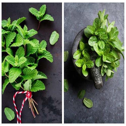 Mint Plant, Mentha - www.Greenie.ae Buy online Best and Healthy Plants and quality products guarantee in Dubai Plants Shop in Dubai Abu Dhabi all over UAE Plants near me Fresh Plants in Dubai where to buy plants in UAE - Greenie.ae