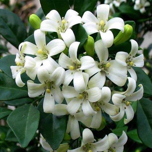 Murraya paniculata, Orange, Thai Jasmine - www.Greenie.ae Buy online Best and Healthy Plants and quality products guarantee in Dubai Plants Shop in Dubai Abu Dhabi all over UAE Plants near me Fresh Plants in Dubai where to buy plants in UAE - Greenie.ae