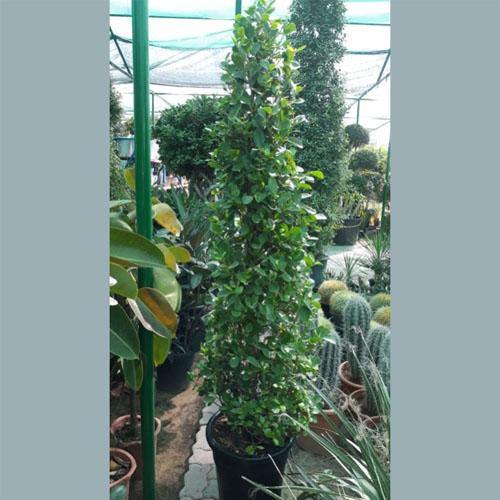 Ficus Diversifolia Cone Shape - www.Greenie.ae Buy online Best and Healthy Plants and quality products guarantee in Dubai Plants Shop in Dubai Abu Dhabi all over UAE Plants near me Fresh Plants in Dubai where to buy plants in UAE - Greenie.ae