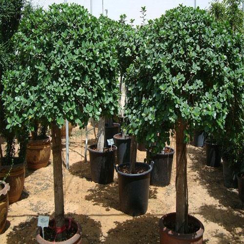 Ficus Diversifolia Rounded - www.Greenie.ae Buy online Best and Healthy Plants and quality products guarantee in Dubai Plants Shop in Dubai Abu Dhabi all over UAE Plants near me Fresh Plants in Dubai where to buy plants in UAE - Greenie.ae