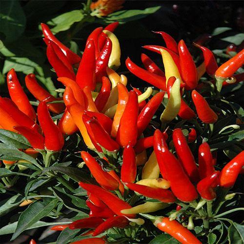 Ornamental Pepper Plant - www.Greenie.ae Buy online Best and Healthy Plants and quality products guarantee in Dubai Plants Shop in Dubai Abu Dhabi all over UAE Plants near me Fresh Plants in Dubai where to buy plants in UAE - Greenie.ae