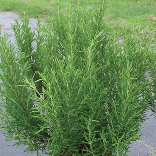 Rosmarinus Officialis, Rosemary Herb Outdoor - www.Greenie.ae Buy online Best and Healthy Plants and quality products guarantee in Dubai Plants Shop in Dubai Abu Dhabi all over UAE Plants near me Fresh Plants in Dubai where to buy plants in UAE - Greenie.ae