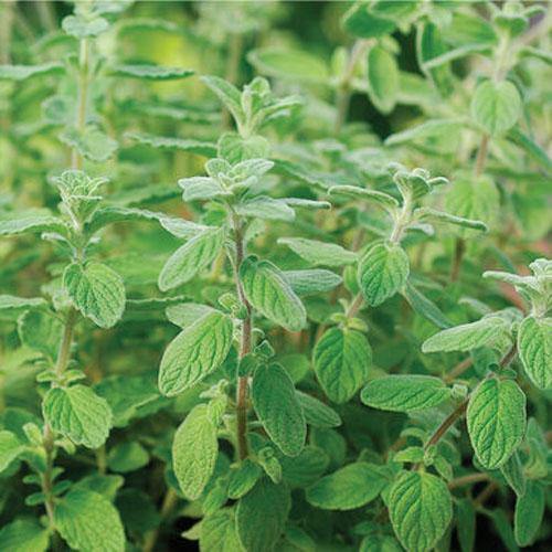 Zaatar Herb Thyme - www.Greenie.ae Buy online Best and Healthy Plants and quality products guarantee in Dubai Plants Shop in Dubai Abu Dhabi all over UAE Plants near me Fresh Plants in Dubai where to buy plants in UAE - Greenie.ae