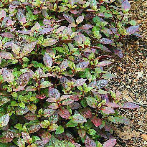 Alternanthera Red, Red Sessile, Joyweed (small) - www.Greenie.ae Buy online Best and Healthy Plants and quality products guarantee in Dubai Plants Shop in Dubai Abu Dhabi all over UAE Plants near me Fresh Plants in Dubai where to buy plants in UAE - Greenie.ae