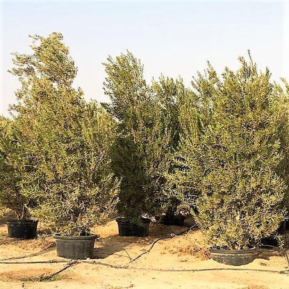 Olea Europaea , Olive Tree, Conical Shape - www.Greenie.ae Buy online Best and Healthy Plants and quality products guarantee in Dubai Plants Shop in Dubai Abu Dhabi all over UAE Plants near me Fresh Plants in Dubai where to buy plants in UAE - Greenie.ae