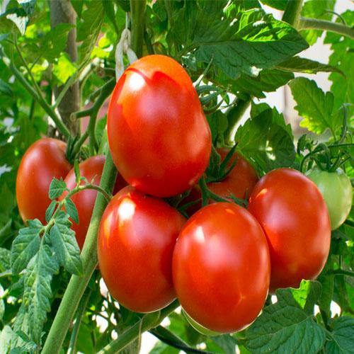 Tomato Plant - www.Greenie.ae Buy online Best and Healthy Plants and quality products guarantee in Dubai Plants Shop in Dubai Abu Dhabi all over UAE Plants near me Fresh Plants in Dubai where to buy plants in UAE - Greenie.ae