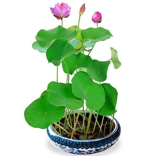 Sacred Lotus, Nelumbo Nucifera - www.Greenie.ae Buy online Best and Healthy Plants and quality products guarantee in Dubai Plants Shop in Dubai Abu Dhabi all over UAE Plants near me Fresh Plants in Dubai where to buy plants in UAE - Greenie.ae