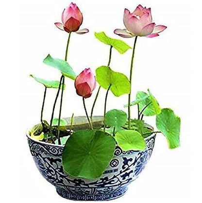 Sacred Lotus, Nelumbo Nucifera - www.Greenie.ae Buy online Best and Healthy Plants and quality products guarantee in Dubai Plants Shop in Dubai Abu Dhabi all over UAE Plants near me Fresh Plants in Dubai where to buy plants in UAE - Greenie.ae