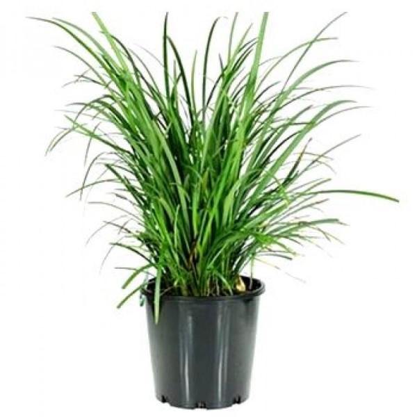 Dwarf Lilyturf, Ophiopogon Jaburan - www.Greenie.ae Buy online Best and Healthy Plants and quality products guarantee in Dubai Plants Shop in Dubai Abu Dhabi all over UAE Plants near me Fresh Plants in Dubai where to buy plants in UAE - Greenie.ae