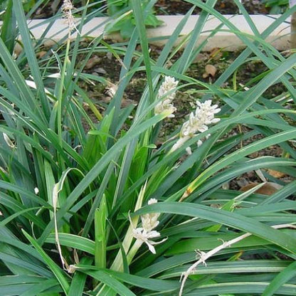 Dwarf Lilyturf, Ophiopogon Jaburan - www.Greenie.ae Buy online Best and Healthy Plants and quality products guarantee in Dubai Plants Shop in Dubai Abu Dhabi all over UAE Plants near me Fresh Plants in Dubai where to buy plants in UAE - Greenie.ae