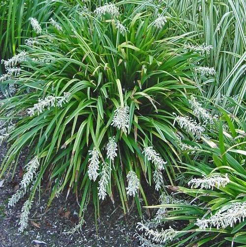 Dwarf Lilyturf, Ophiopogon Jaburan - www.Greenie.ae Buy online Best and Healthy Plants and quality products guarantee in Dubai Plants Shop in Dubai Abu Dhabi all over UAE Plants near me Fresh Plants in Dubai where to buy plants in UAE - Greenie.ae