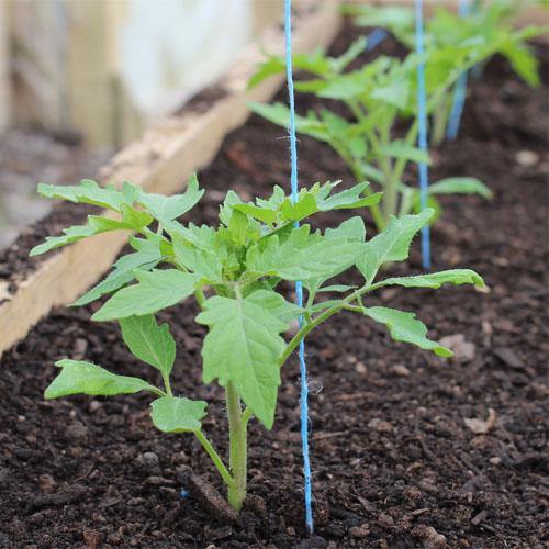 Tomato Plant - www.Greenie.ae Buy online Best and Healthy Plants and quality products guarantee in Dubai Plants Shop in Dubai Abu Dhabi all over UAE Plants near me Fresh Plants in Dubai where to buy plants in UAE - Greenie.ae