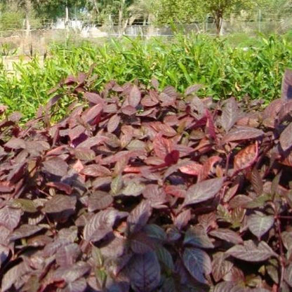 Alternanthera, Purple Knight (small) - www.Greenie.ae Buy online Best and Healthy Plants and quality products guarantee in Dubai Plants Shop in Dubai Abu Dhabi all over UAE Plants near me Fresh Plants in Dubai where to buy plants in UAE - Greenie.ae