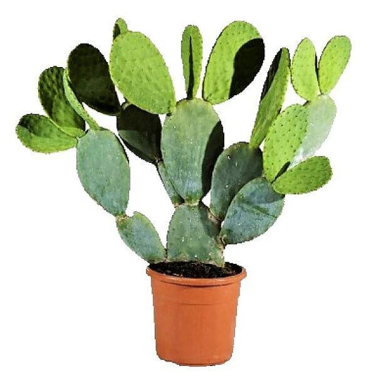 Opuntia Ficus Indica, Barbary Fig, Indian Fig - www.Greenie.ae Buy online Best and Healthy Plants and quality products guarantee in Dubai Plants Shop in Dubai Abu Dhabi all over UAE Plants near me Fresh Plants in Dubai where to buy plants in UAE - Greenie.ae