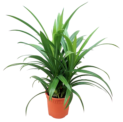 Pandanus Baptistii - www.Greenie.ae Buy online Best and Healthy Plants and quality products guarantee in Dubai Plants Shop in Dubai Abu Dhabi all over UAE Plants near me Fresh Plants in Dubai where to buy plants in UAE - Greenie.ae