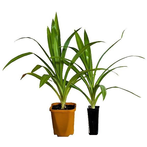 Pandanus Baptistii - www.Greenie.ae Buy online Best and Healthy Plants and quality products guarantee in Dubai Plants Shop in Dubai Abu Dhabi all over UAE Plants near me Fresh Plants in Dubai where to buy plants in UAE - Greenie.ae