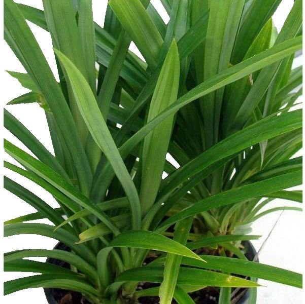 Pandanus Baptistii - www.Greenie.ae Buy online Best and Healthy Plants and quality products guarantee in Dubai Plants Shop in Dubai Abu Dhabi all over UAE Plants near me Fresh Plants in Dubai where to buy plants in UAE - Greenie.ae