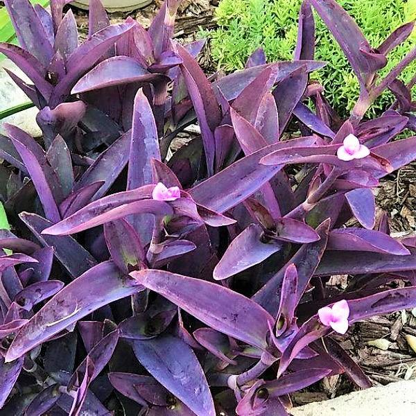 Setcreasea Purpurea, Purple Heart (small) - www.Greenie.ae Buy online Best and Healthy Plants and quality products guarantee in Dubai Plants Shop in Dubai Abu Dhabi all over UAE Plants near me Fresh Plants in Dubai where to buy plants in UAE - Greenie.ae