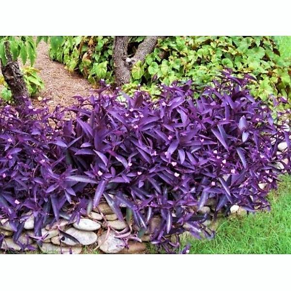 Setcreasea Purpurea, Purple Heart (small) - www.Greenie.ae Buy online Best and Healthy Plants and quality products guarantee in Dubai Plants Shop in Dubai Abu Dhabi all over UAE Plants near me Fresh Plants in Dubai where to buy plants in UAE - Greenie.ae