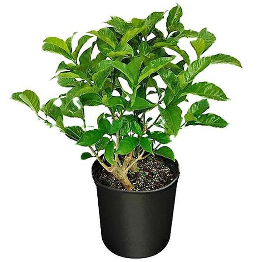 Tabernaemontana divaricata, crape jasmine - www.Greenie.ae Buy online Best and Healthy Plants and quality products guarantee in Dubai Plants Shop in Dubai Abu Dhabi all over UAE Plants near me Fresh Plants in Dubai where to buy plants in UAE - Greenie.ae