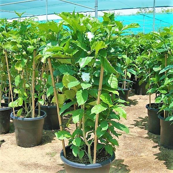 Tabernaemontana divaricata, crape jasmine - www.Greenie.ae Buy online Best and Healthy Plants and quality products guarantee in Dubai Plants Shop in Dubai Abu Dhabi all over UAE Plants near me Fresh Plants in Dubai where to buy plants in UAE - Greenie.ae