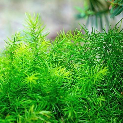 Asparagus sprengeri, Emerald feather, Emerald fern, Sprenger’s asparagus (small) - www.Greenie.ae Buy online Best and Healthy Plants and quality products guarantee in Dubai Plants Shop in Dubai Abu Dhabi all over UAE Plants near me Fresh Plants in Dubai where to buy plants in UAE - Greenie.ae