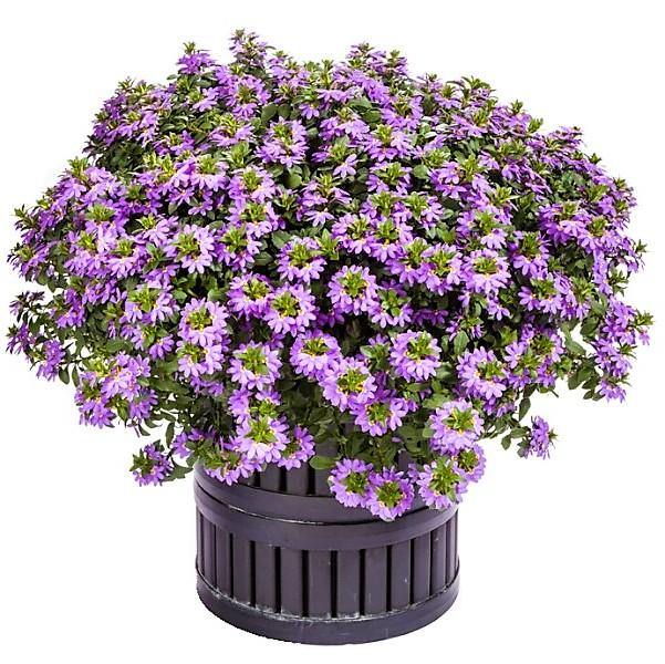 Scaevola Aemula, Blue Wonder - www.Greenie.ae Buy online Best and Healthy Plants and quality products guarantee in Dubai Plants Shop in Dubai Abu Dhabi all over UAE Plants near me Fresh Plants in Dubai where to buy plants in UAE - Greenie.ae