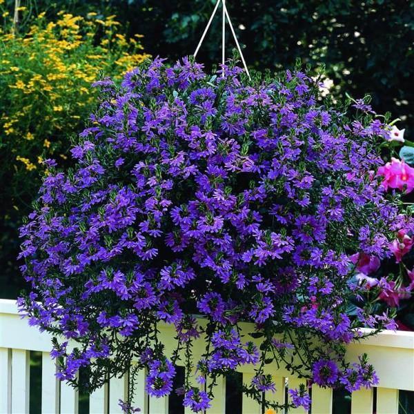 Scaevola Aemula, Blue Wonder - www.Greenie.ae Buy online Best and Healthy Plants and quality products guarantee in Dubai Plants Shop in Dubai Abu Dhabi all over UAE Plants near me Fresh Plants in Dubai where to buy plants in UAE - Greenie.ae